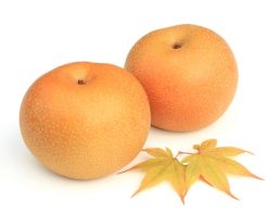 梨 種類