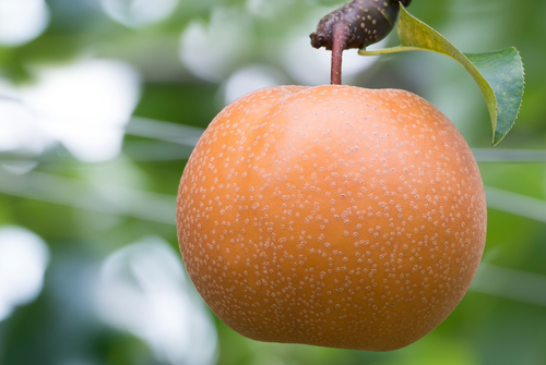 梨 収穫 年数 時期 目安 見分け方