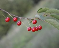 さくらんぼ 長持ち 保存