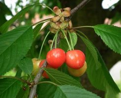 さくらんぼ　育て方　鉢植え　大きさ