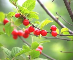 さくらんぼ 食べすぎ 嘔吐 原因 症状