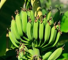 バナナ 食べる 動物