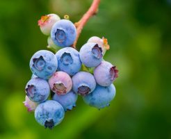 ブルーベリー　種　発芽　方法