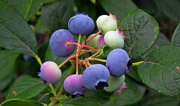 ハイブッシュ系ブルーベリーの種類と受粉 果物大辞典