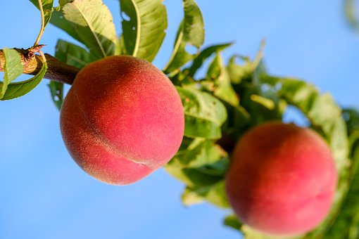 桃　栽培　肥料　種類　方法