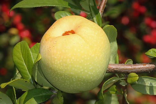 りんご　農薬　種類　洗い方　理由