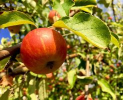 蜜入り　リンゴ　蜜　見分け方