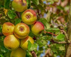 りんご　食べる　薬膳的　効能