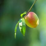 桃の木が縮葉病という病気になってしまった！原因と対策について