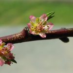 桃の木も注意のうどんこ病！治療方法と対策方法をチェック！