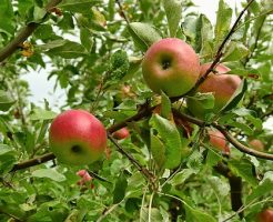 リンゴ　種　発芽　方法