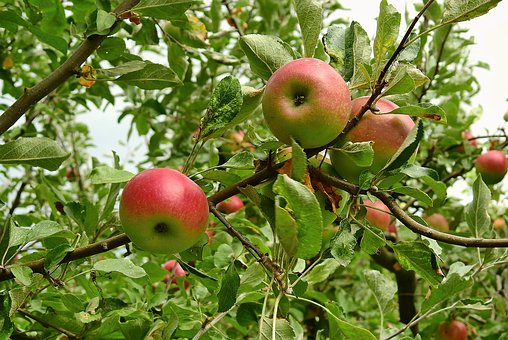 リンゴ　種　発芽　方法