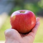 １本の木から、どのくらいの数のりんごが収穫できる？