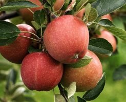 りんご　栄養　効果　効能