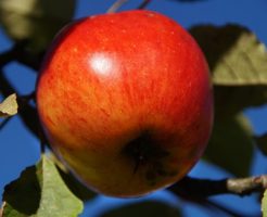 りんご　皮　消化　悪い　栄養