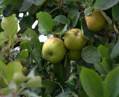 リンゴ　袋　種類　作り方