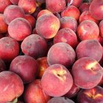 桃の剪定方法と健康な木を育てるコツ