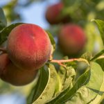 桃の害虫と病気：予防と対策方法