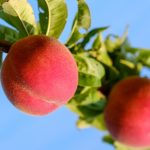 桃の栽培における水やりのポイント
