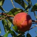 桃の害虫駆除の自然な方法