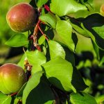 桃の成長に影響する土壌の特徴と改善方法