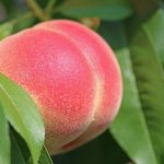 桃の保存期間と適切な温度管理