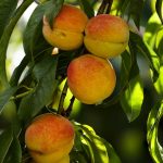 桃の栽培における日照時間と日当たりの重要性