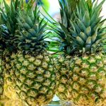パイナップルの栽培における日光と温度管理の重要性