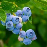 ブルーベリー栽培のコツ：初心者向けガイド