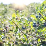 ブルーベリーの栽培場所：適切な土壌と日当たりの重要性