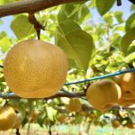 梨の栽培方法: 簡単なステップで梨を栽培するコツとポイント