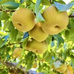 梨の育て方: 大切な育成期から収穫までの手順を解説