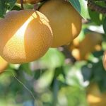 梨の栽培における注意点: 失敗しないための注意すべきポイント
