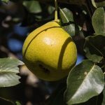 梨の栽培と環境: 環境に配慮した梨の栽培方法を解説