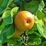 梨の栄養バランス: 栄養を最大限に引き出すための組み合わせ