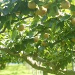 梨の栽培と剪定: 枝の剪定方法と成長への影響