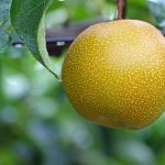 梨の栽培と肥料: 栄養を補うための肥料の選び方と使い方