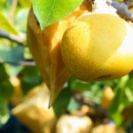 梨の皮の利用方法: 栄養豊富な皮を無駄にしない活用アイデア