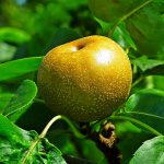 梨の甘酸っぱい味わい: その特性と料理での活用法