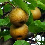 梨の旬の楽しみ方: 季節を味わうレシピや食べ合わせの提案