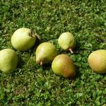 梨の風味豊かな品種: 香りや風味にこだわった梨の魅力
