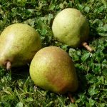 梨の栽培と樹齢：成長段階に合わせたケアのポイント