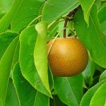 梨の栽培と育苗: 健康な苗を育てるためのコツと注意点