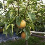 梨の栽培と室内栽培: 室内で育てるためのガイドと注意点