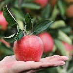 初心者向け：りんごの栽培方法を解説