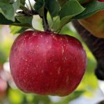 りんごの成分とは？栄養価を詳しく紹介