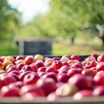 りんごの保存方法：長期間新鮮な状態で楽しむコツ