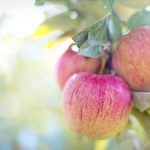 有機栽培で育てたりんごの魅力とは？