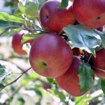 りんごの花言葉と由来：その意味を知ろう