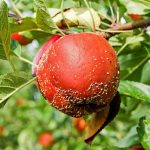 りんごの栽培における注意点とトラブルシューティング